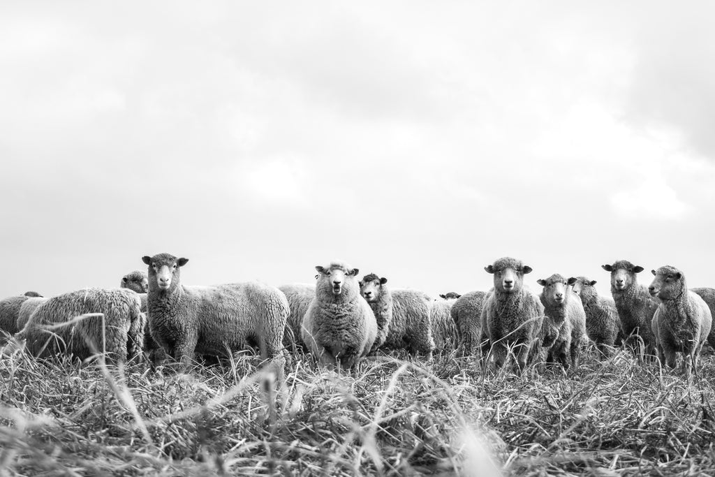Sheep Farm: Uruguay